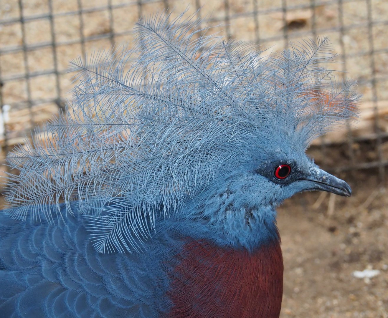 Sclater's crowned pigeon (Goura sclaterii), 2019-06-26