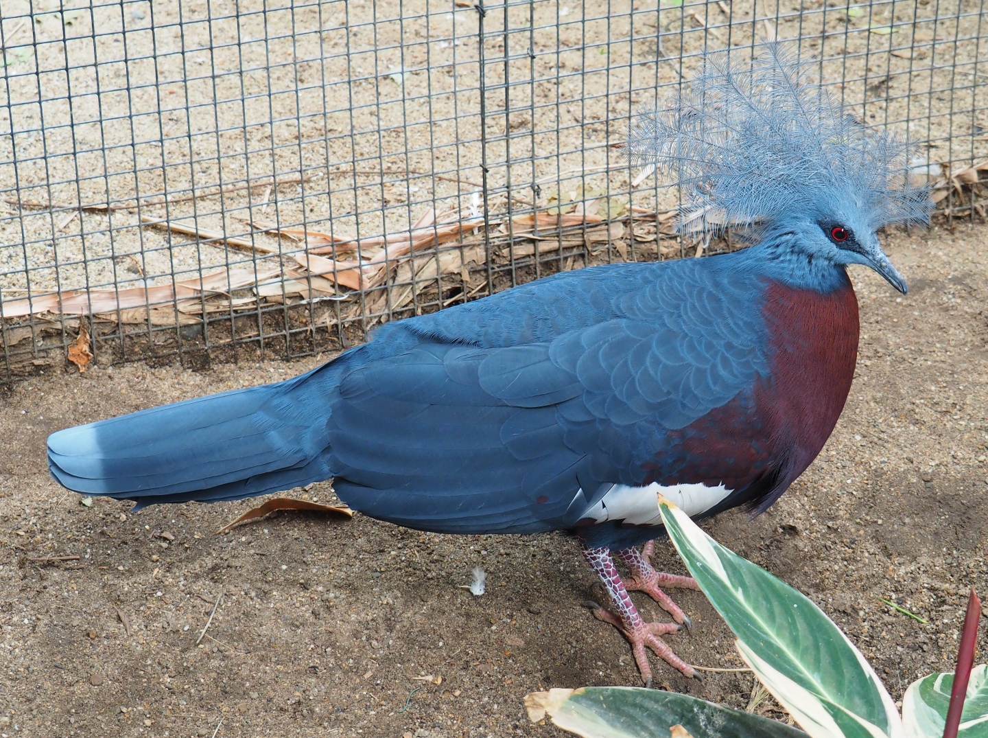 Sclater's crowned pigeon (Goura sclaterii), 2019-06-26