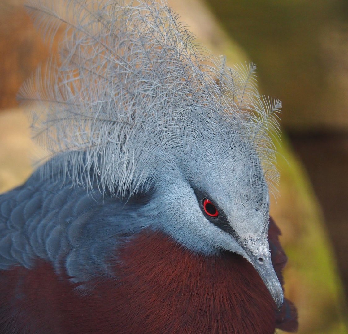 Sclater's crowned pigeon (Goura sclaterii), 2023-06-04