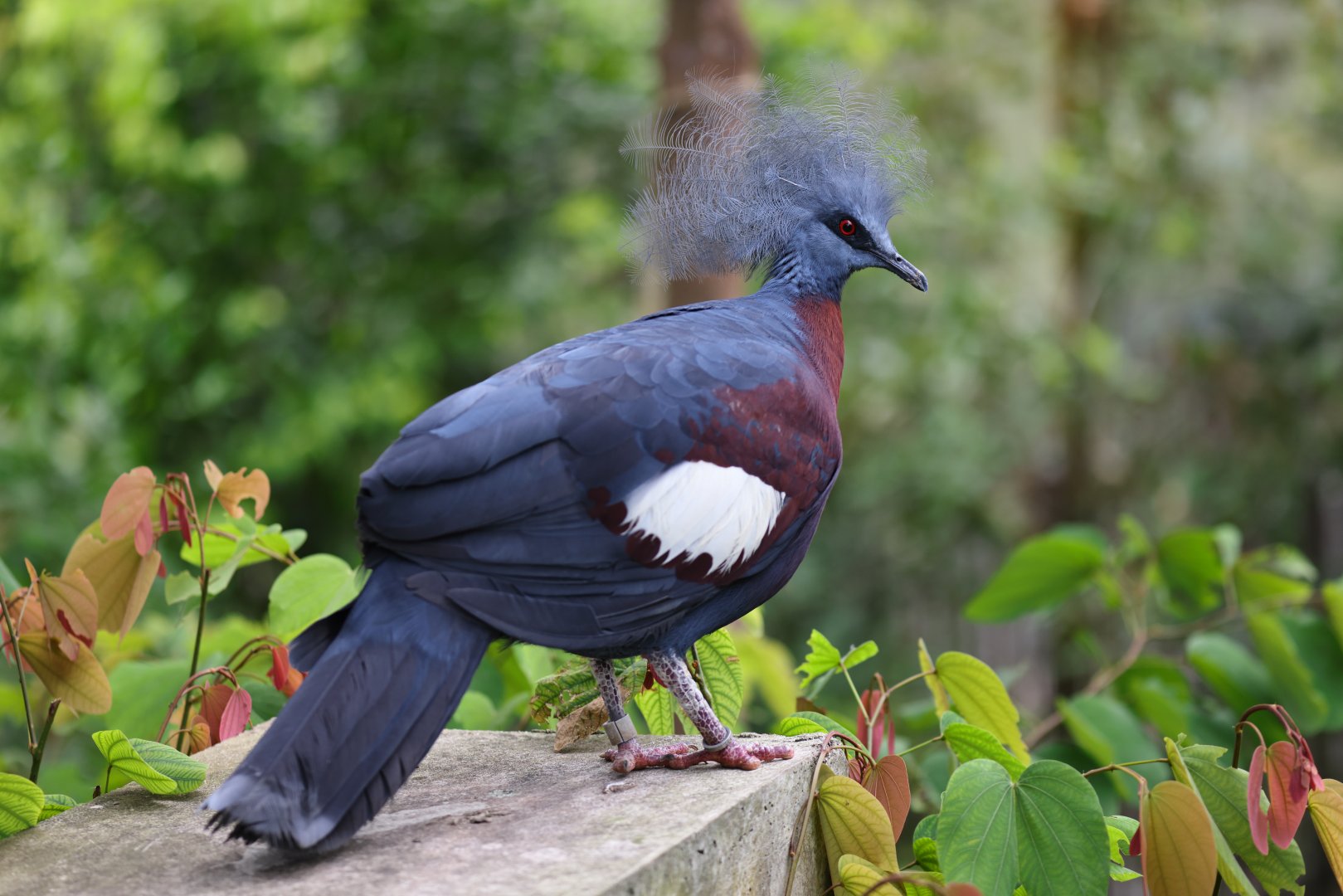 Sclater's Crowned-pigeon (Goura sclaterii) - Mysterious Papua