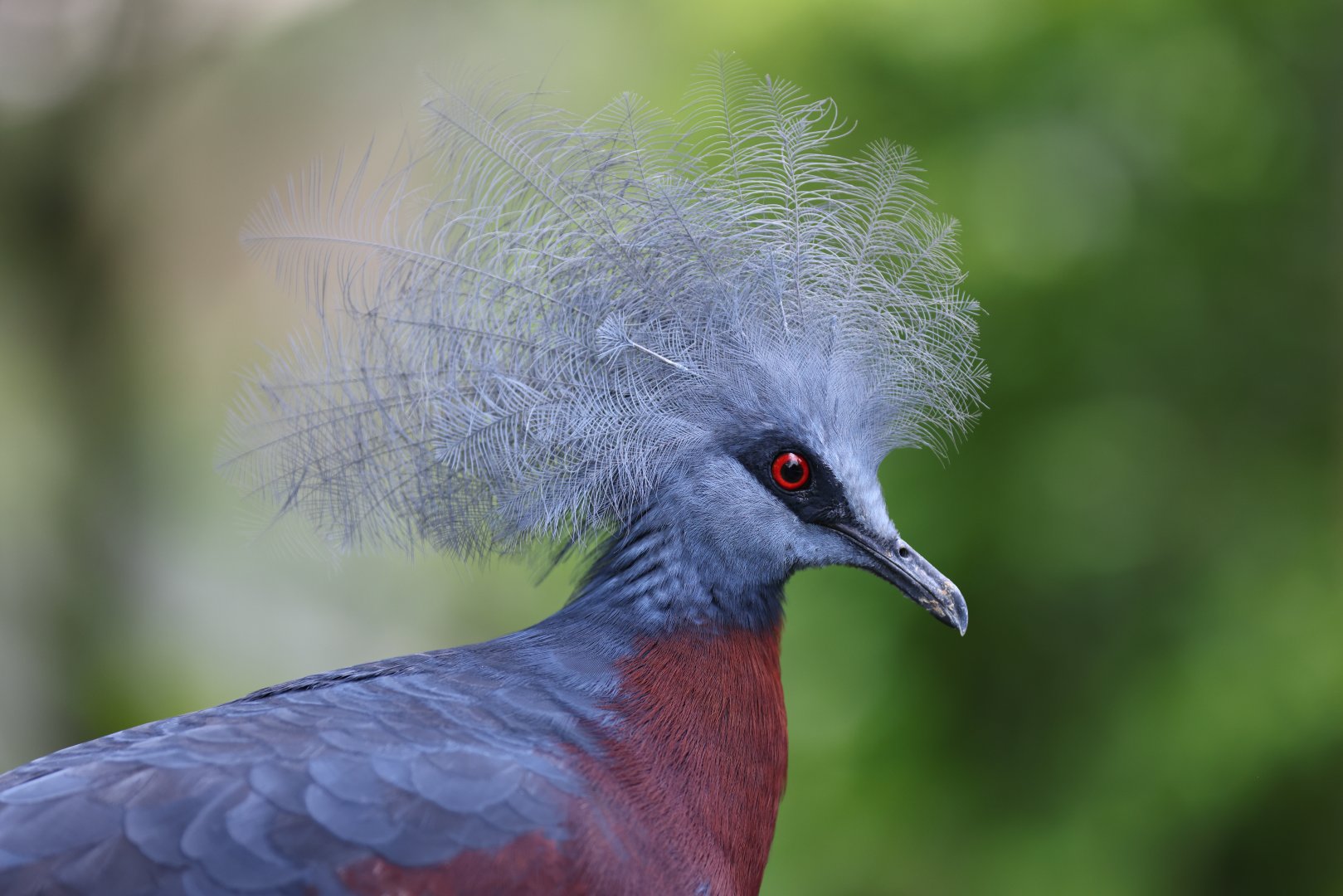 Sclater's Crowned-pigeon (Goura sclaterii) - Mysterious Papua
