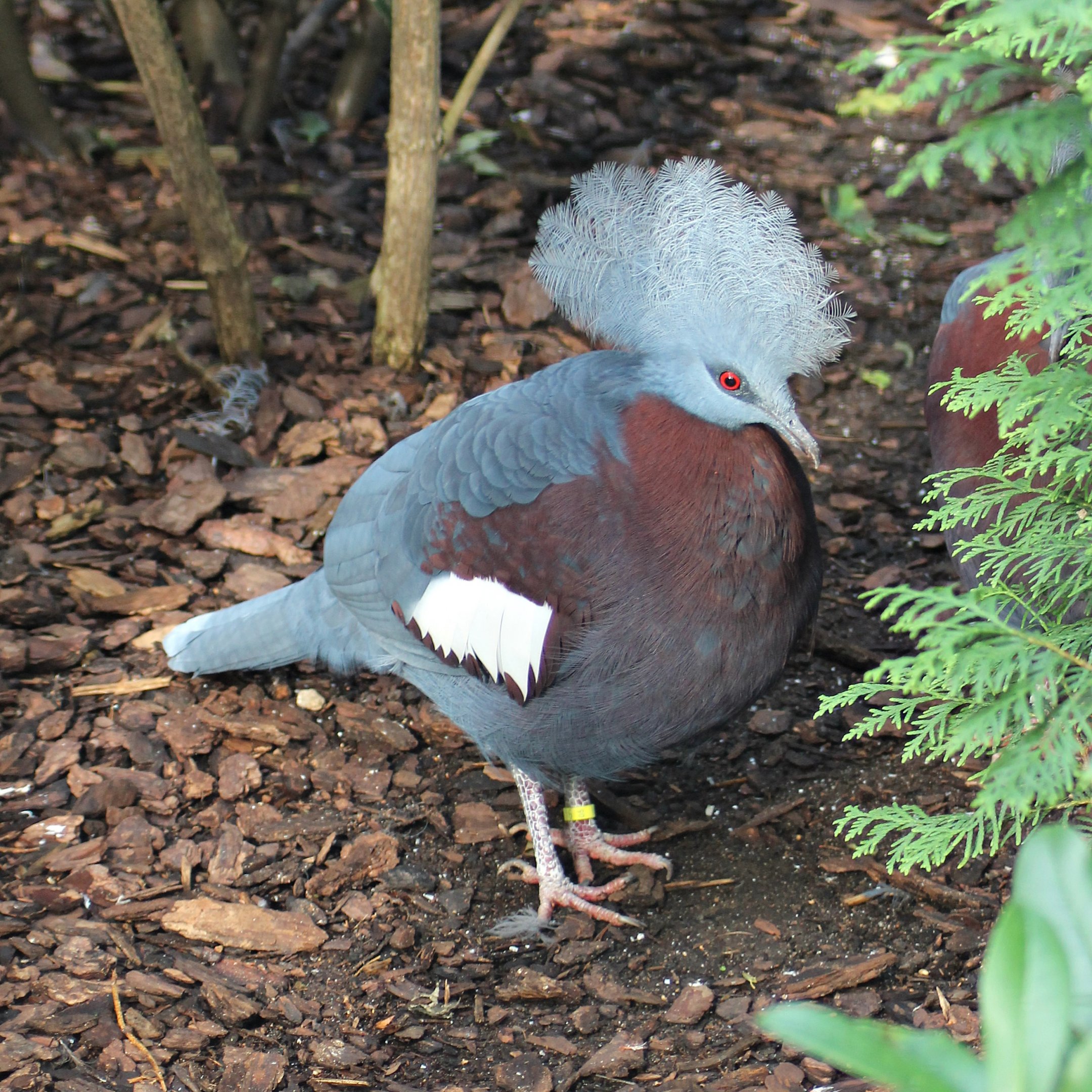 Sclater's crowned pigeon (Goura sclaterii)