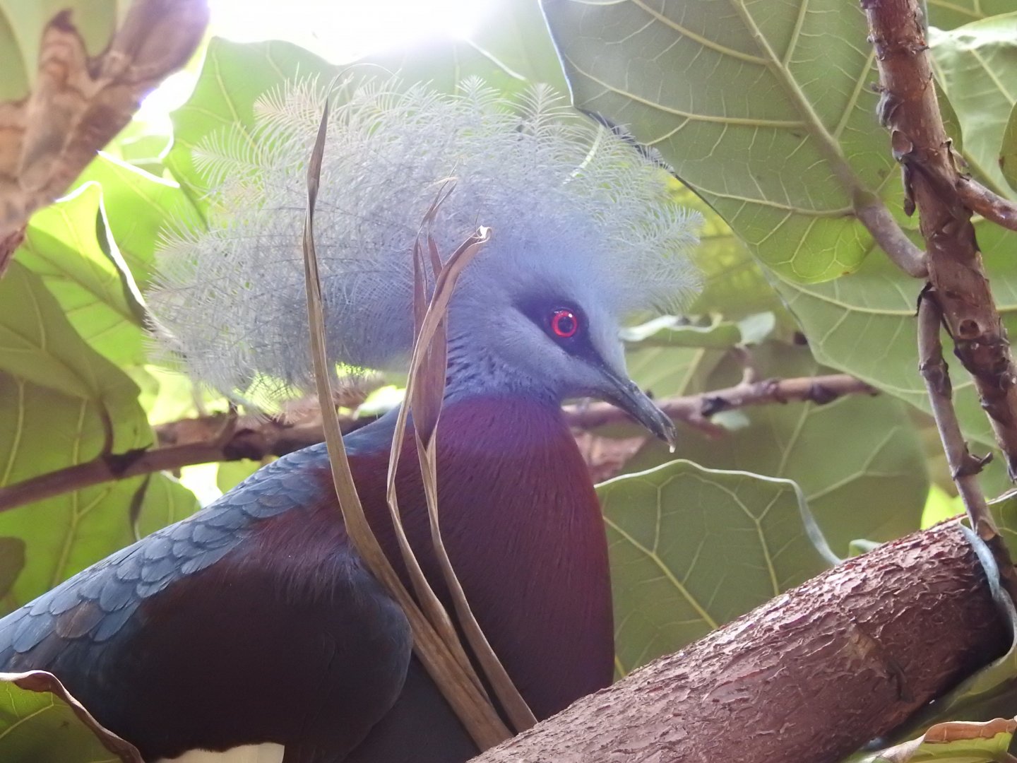 Sclater’s Crowned Pigeon (Goura sclaterii)