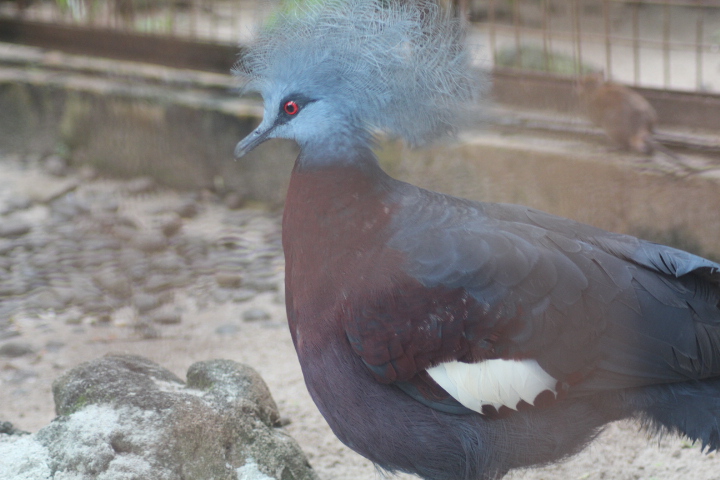 Sclater's crowned pigeon (Goura sclaterii)