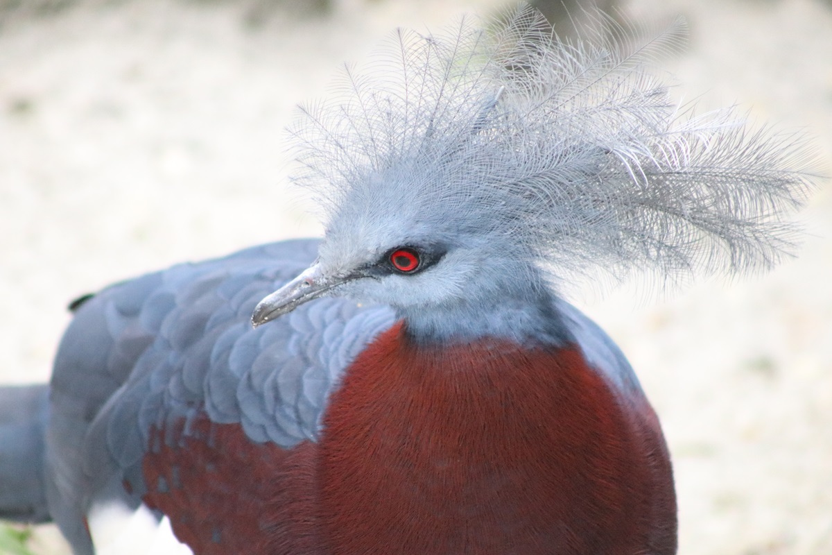 Sclater's Crowned-pigeon (Goura sclaterii)