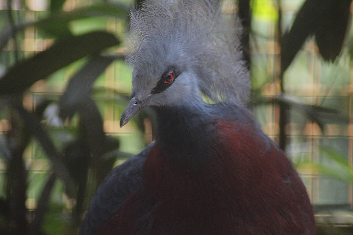 Sclater's crowned pigeon (Goura sclaterii)