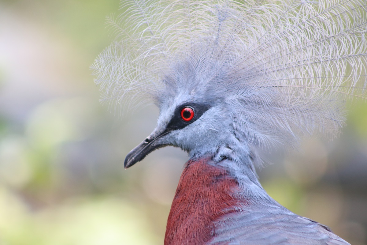 Sclater's Crowned-pigeon (Goura sclaterii)