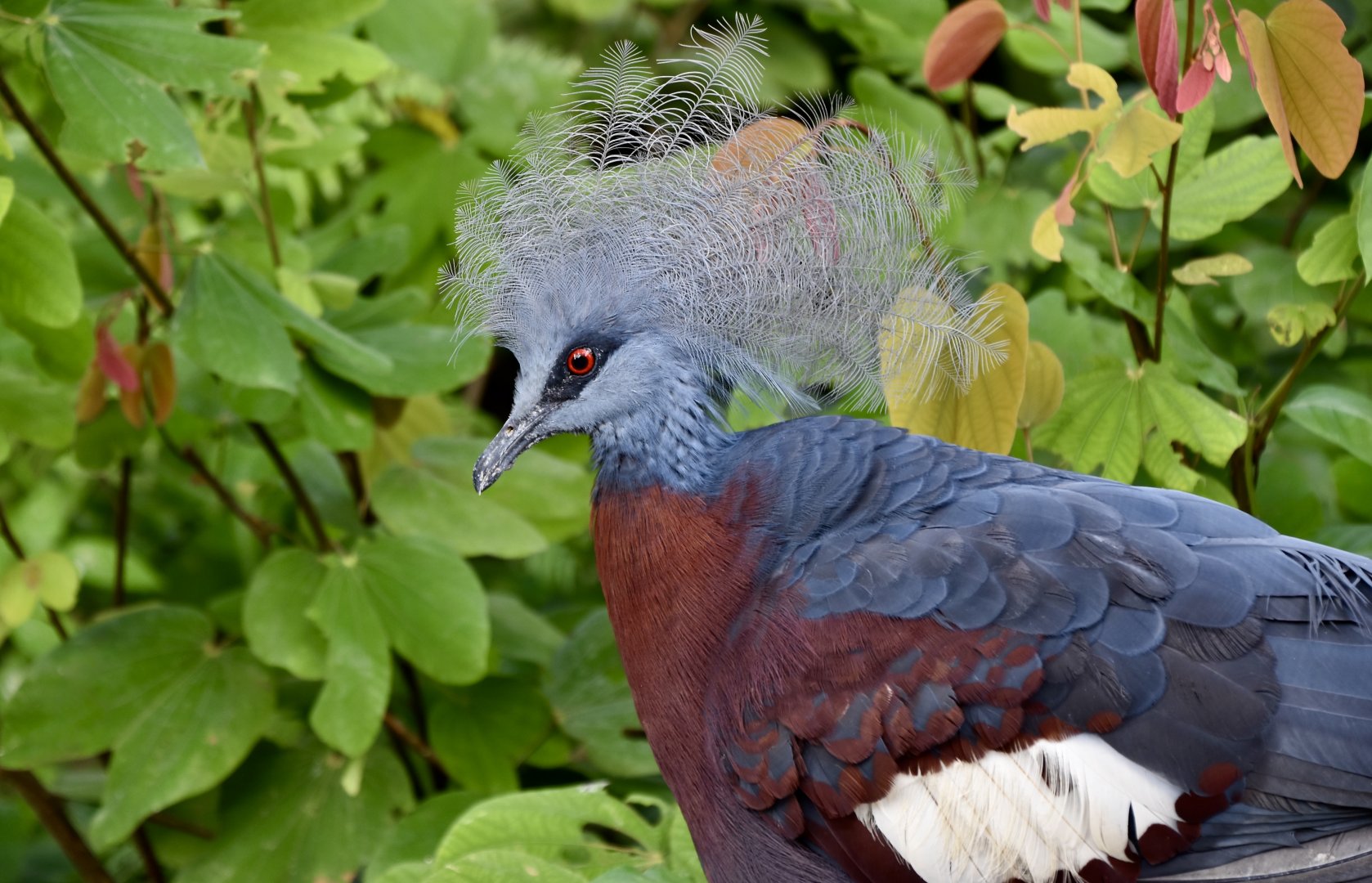 Sclater's Crowned Pigeon (Goura sclaterii)