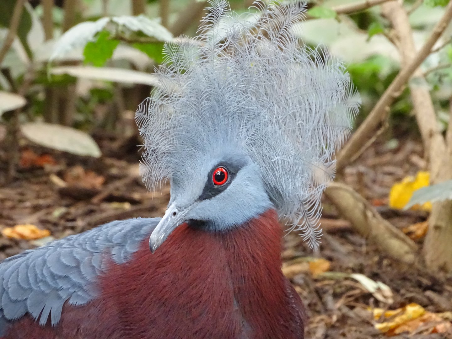 Sclater's crowned pigeon (Goura sclaterii)