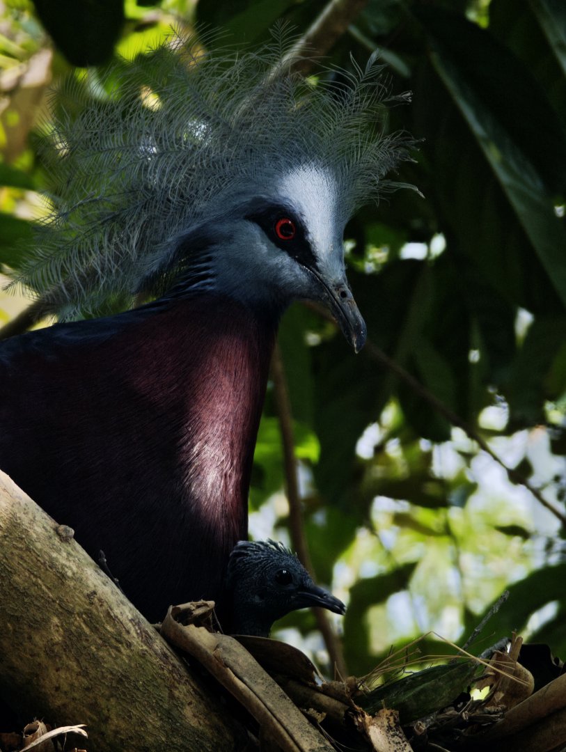 Sclater's Crowned-pigeon (Goura sclaterii)