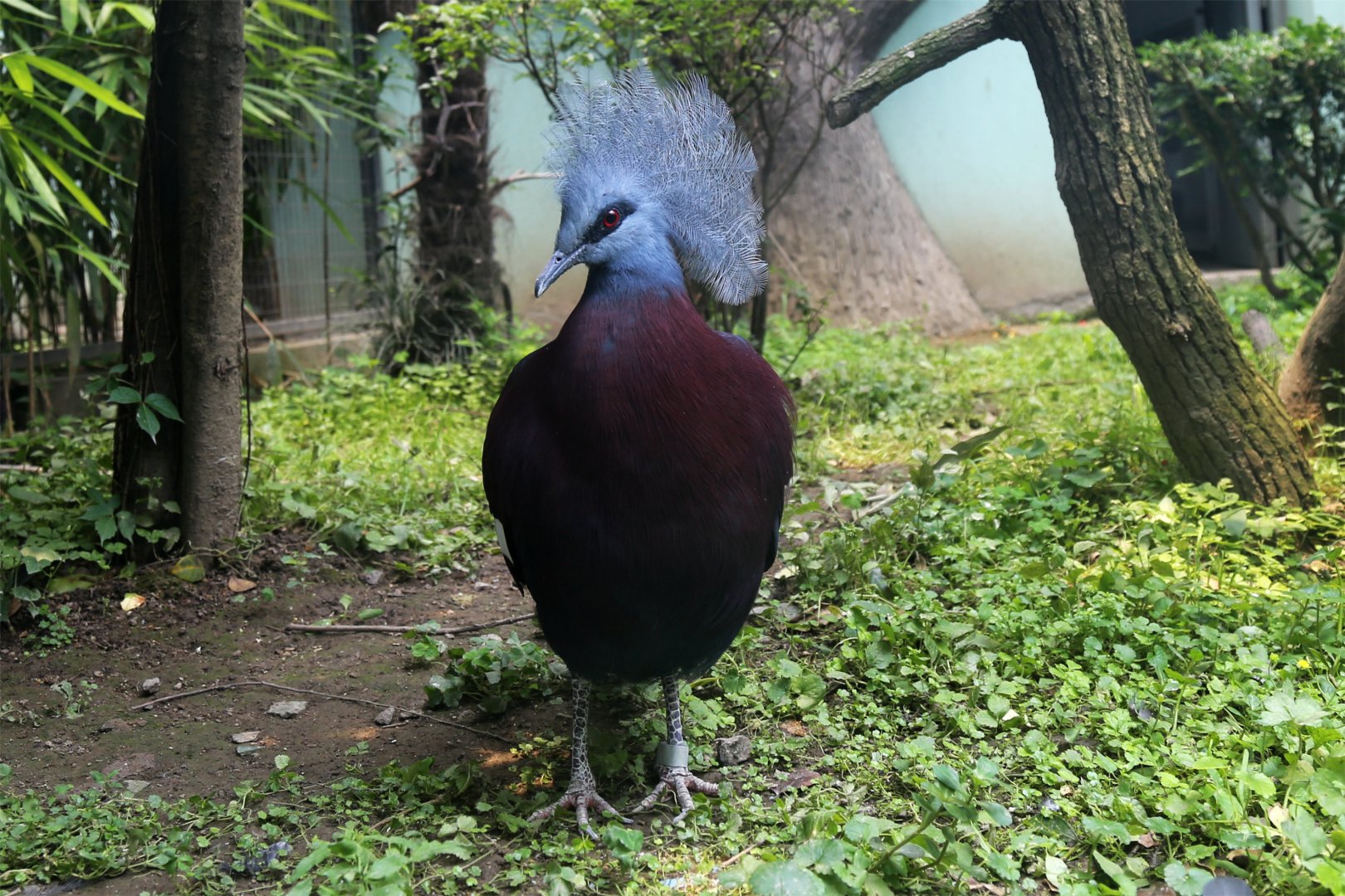 Sclater’s Crowned-pigeon, June 2015