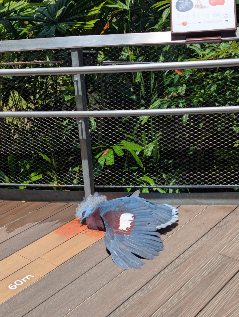 Sclater's Crowned-pigeon Sunbathing