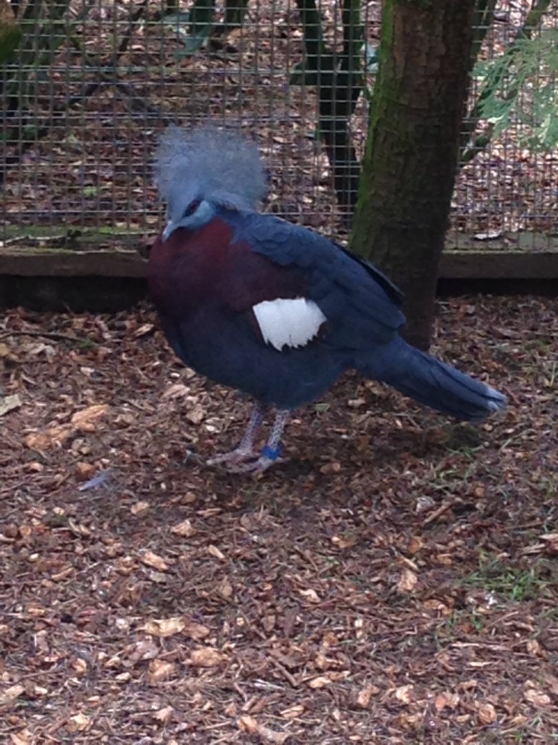 Sclater's Crowned Pigeon