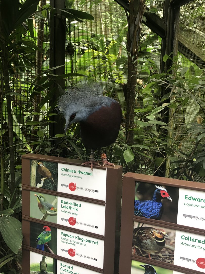 Sclater's Crowned Pigeon