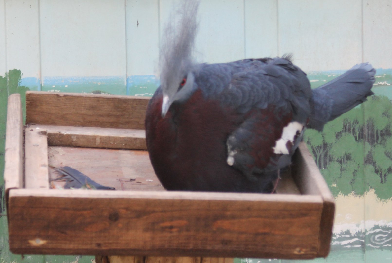 Sclater's crowned-pigeon