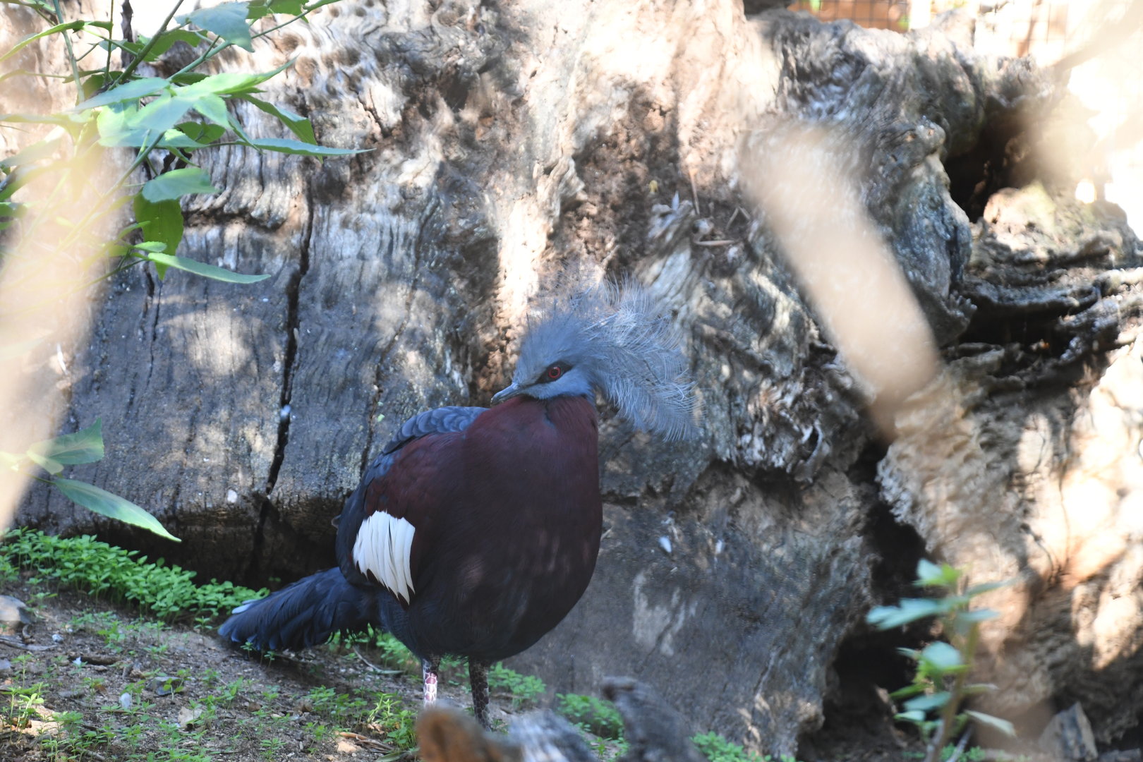 Sclater's Crowned Pigeon