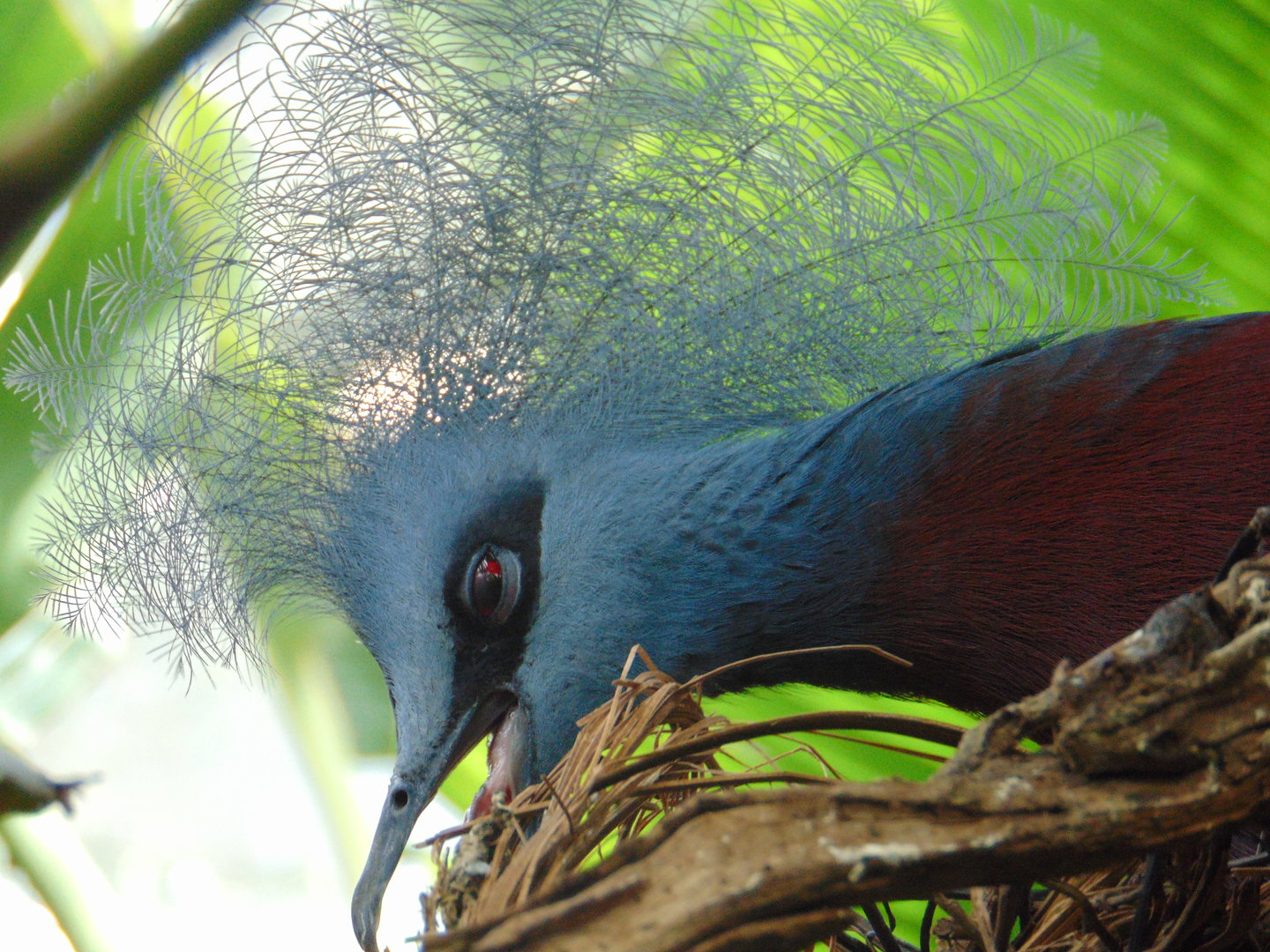 Sclater's Crowned Pigeon