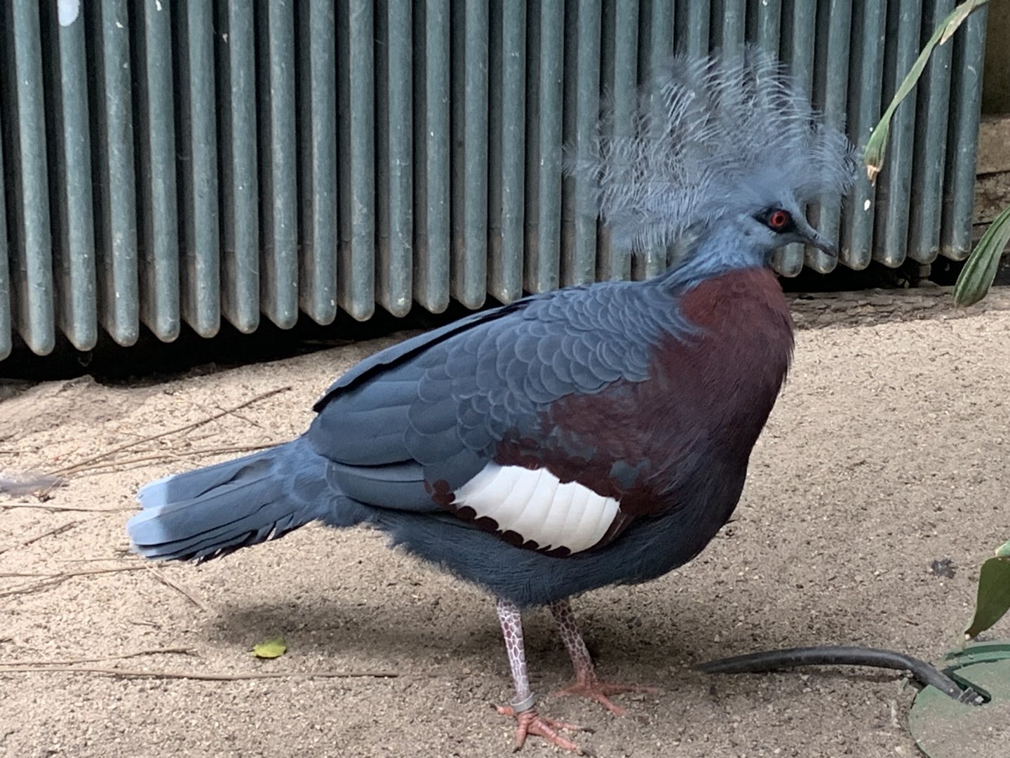 Sclater's crowned pigeon