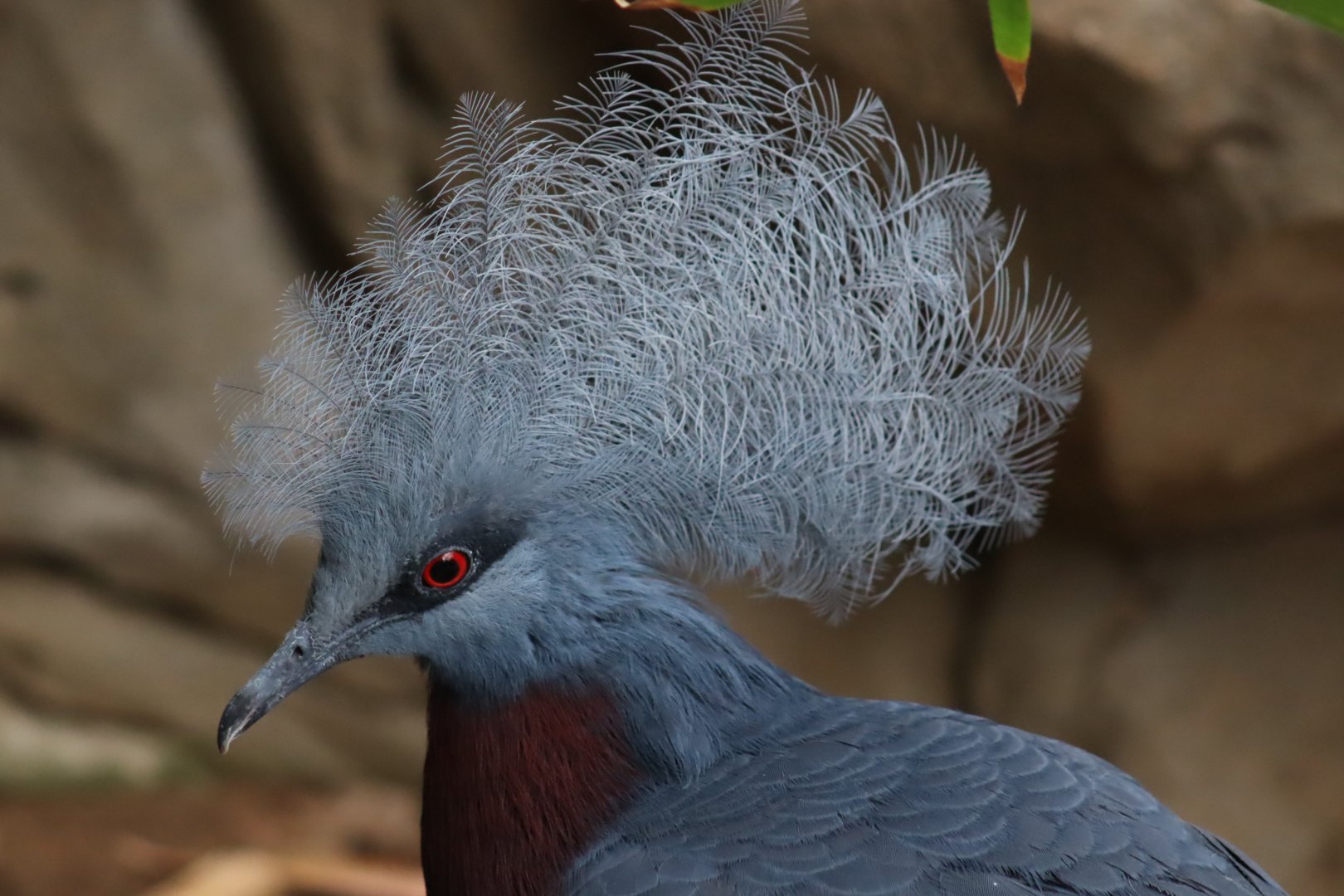 Sclater's Crowned Pigeon