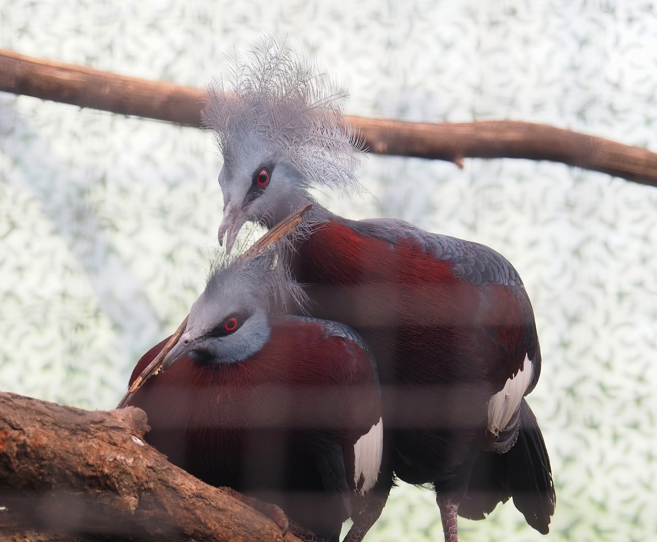 Sclater's crowned pigeons (Goura sclateri), 2023-05-13