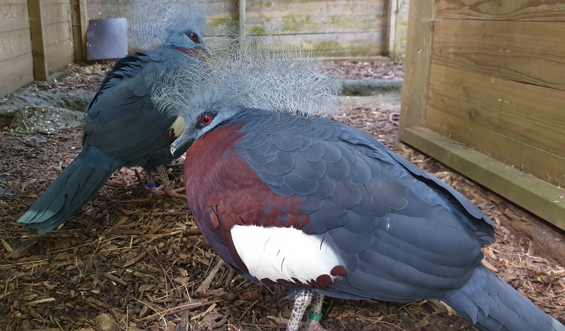 Sclater's crowned pigeons