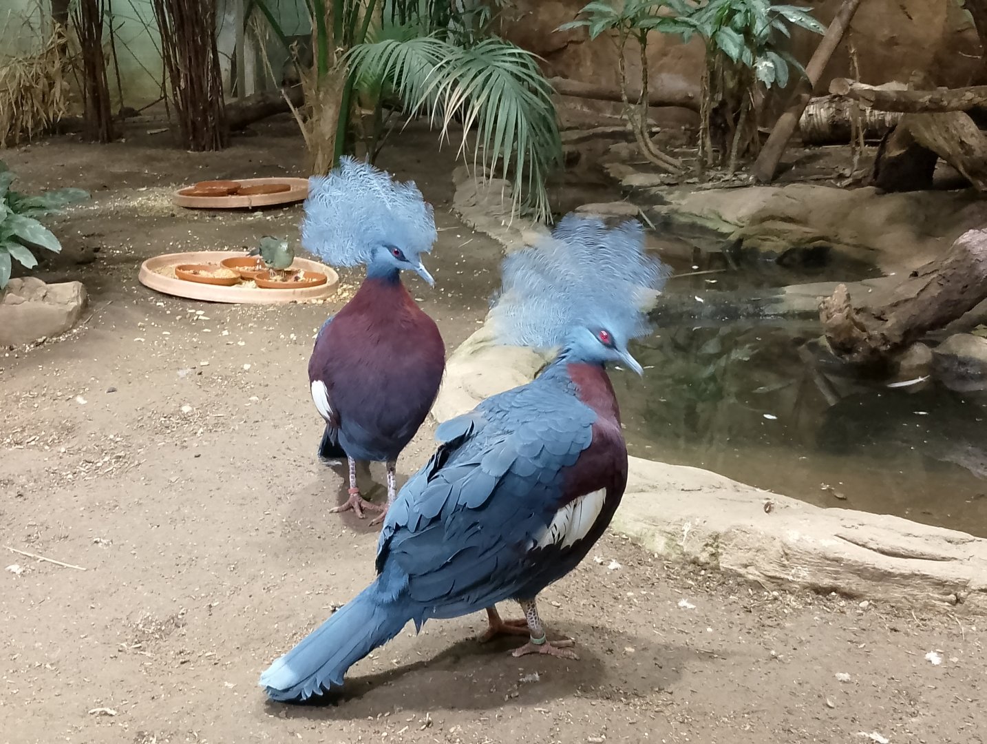 Sclater's crowned pigeons