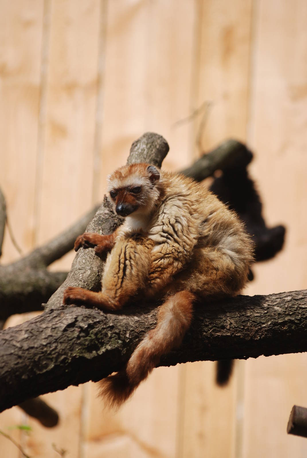 Sclater's Lemur at Apenheul, 30/05/12
