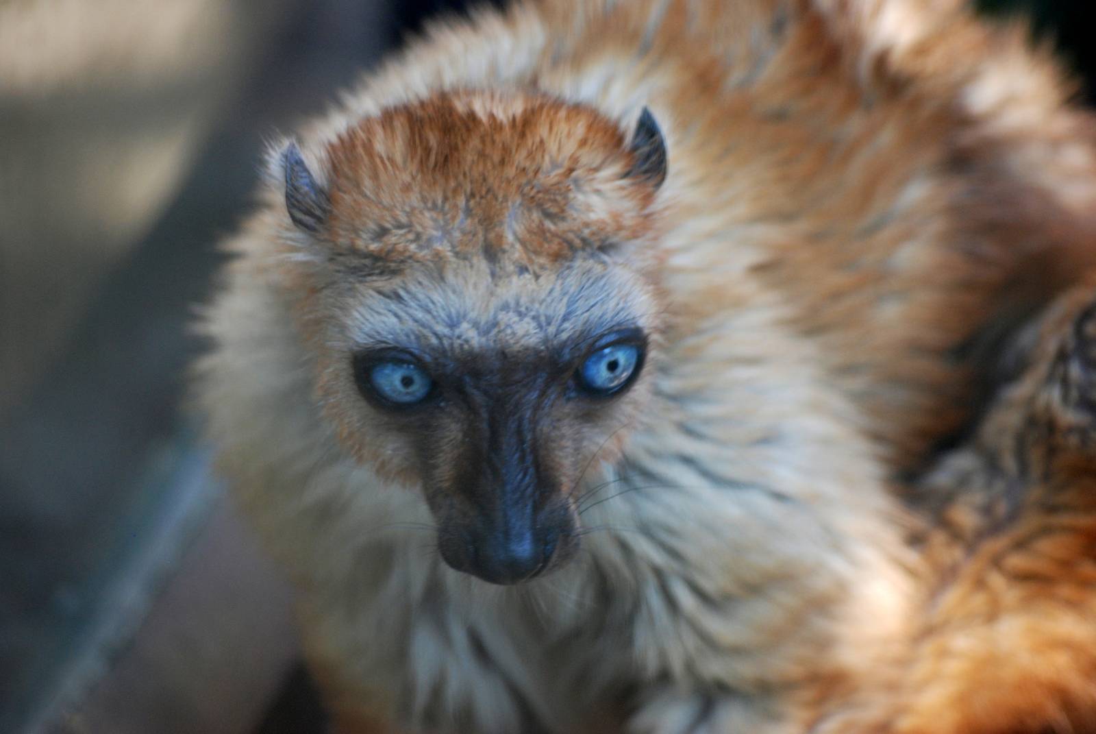 Sclater's Lemur at Colchester, 28/05/12