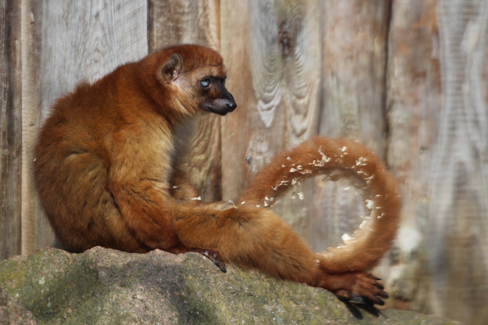 Sclater's Lemur, Berlin Tierpark, April 2019