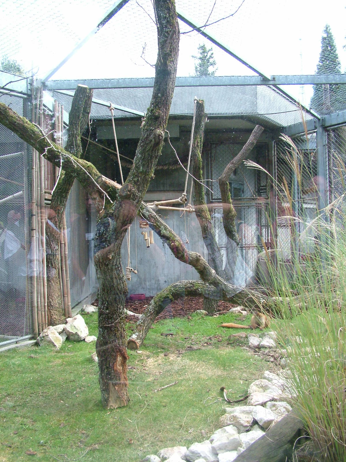 Sclater's Lemur enclosure at Mulhouse 29/08/09