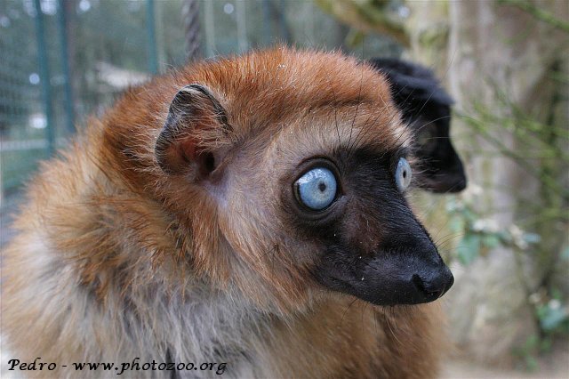 Sclater's lemur (Eulemur macaco flavifrons)
