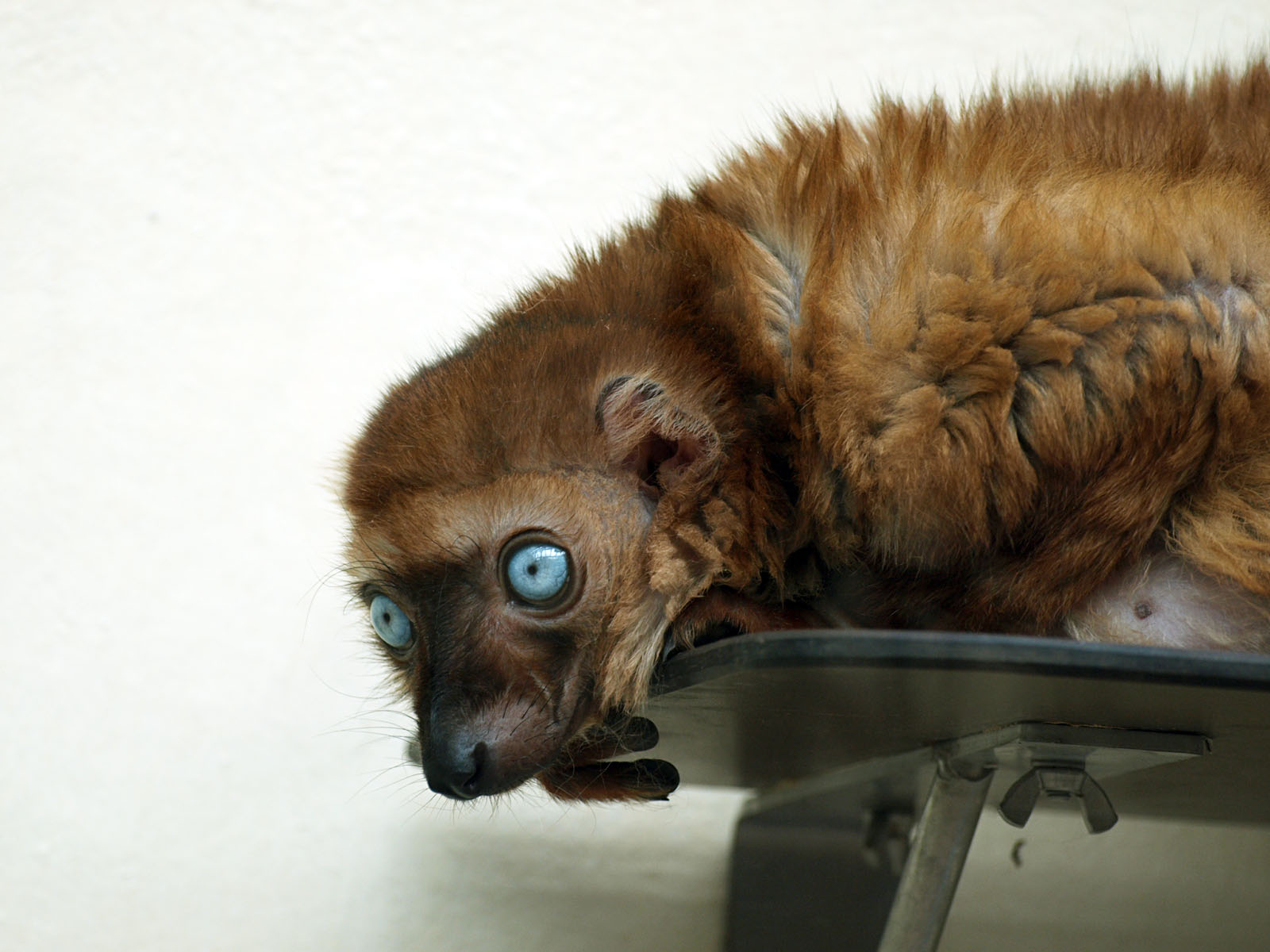 Sclater's lemur female
