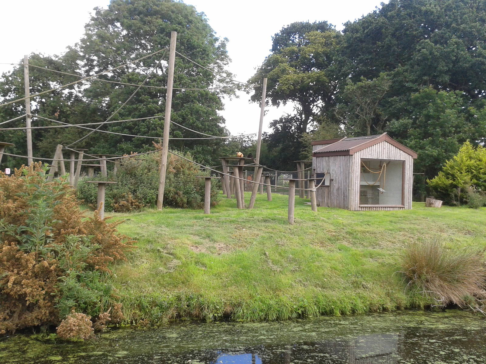 sclaters lemur island