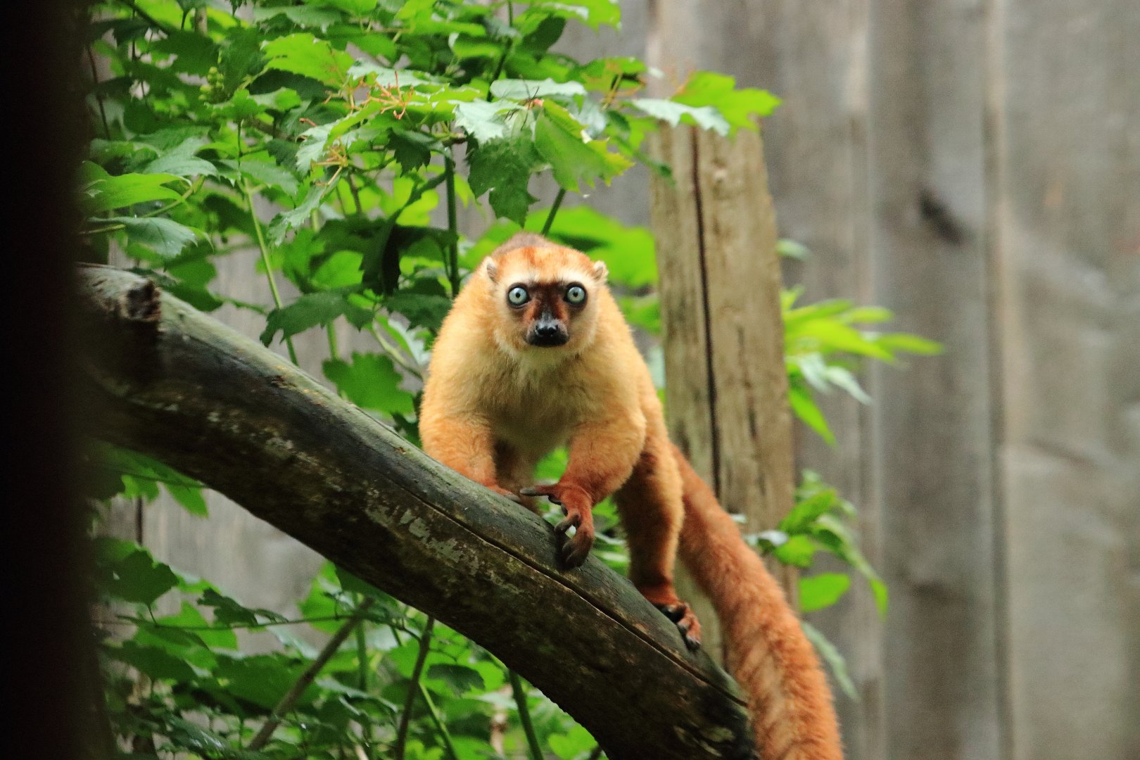 Sclater’s Lemur (July 2020)
