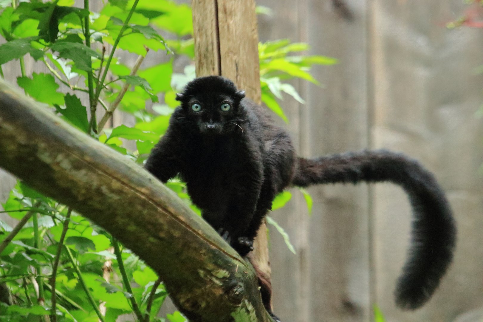 Sclater’s Lemur (July 2020)