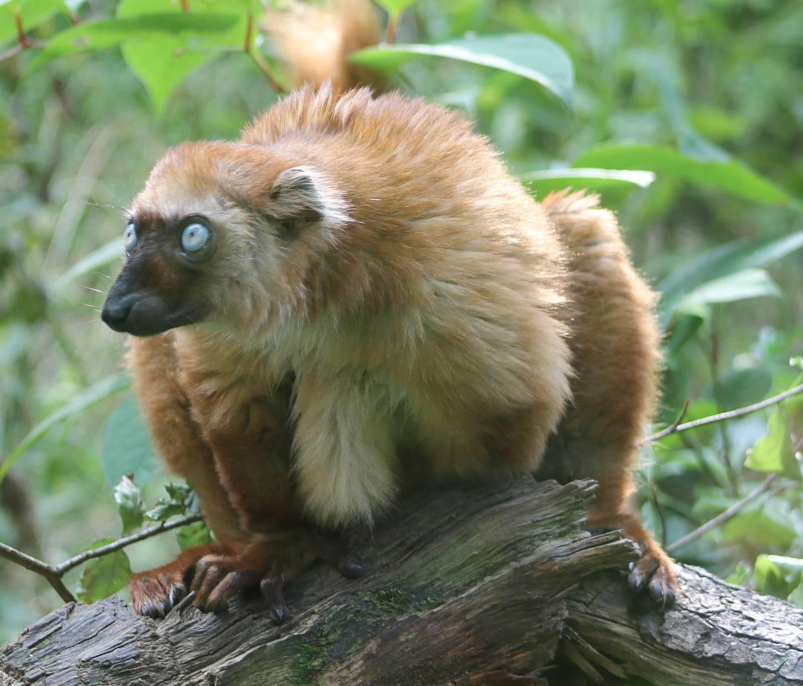 Sclater's lemur