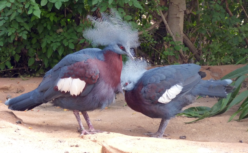 Sclater's southern crowned pigeon (Goura scheepmakeri ssp. sclaterii)
