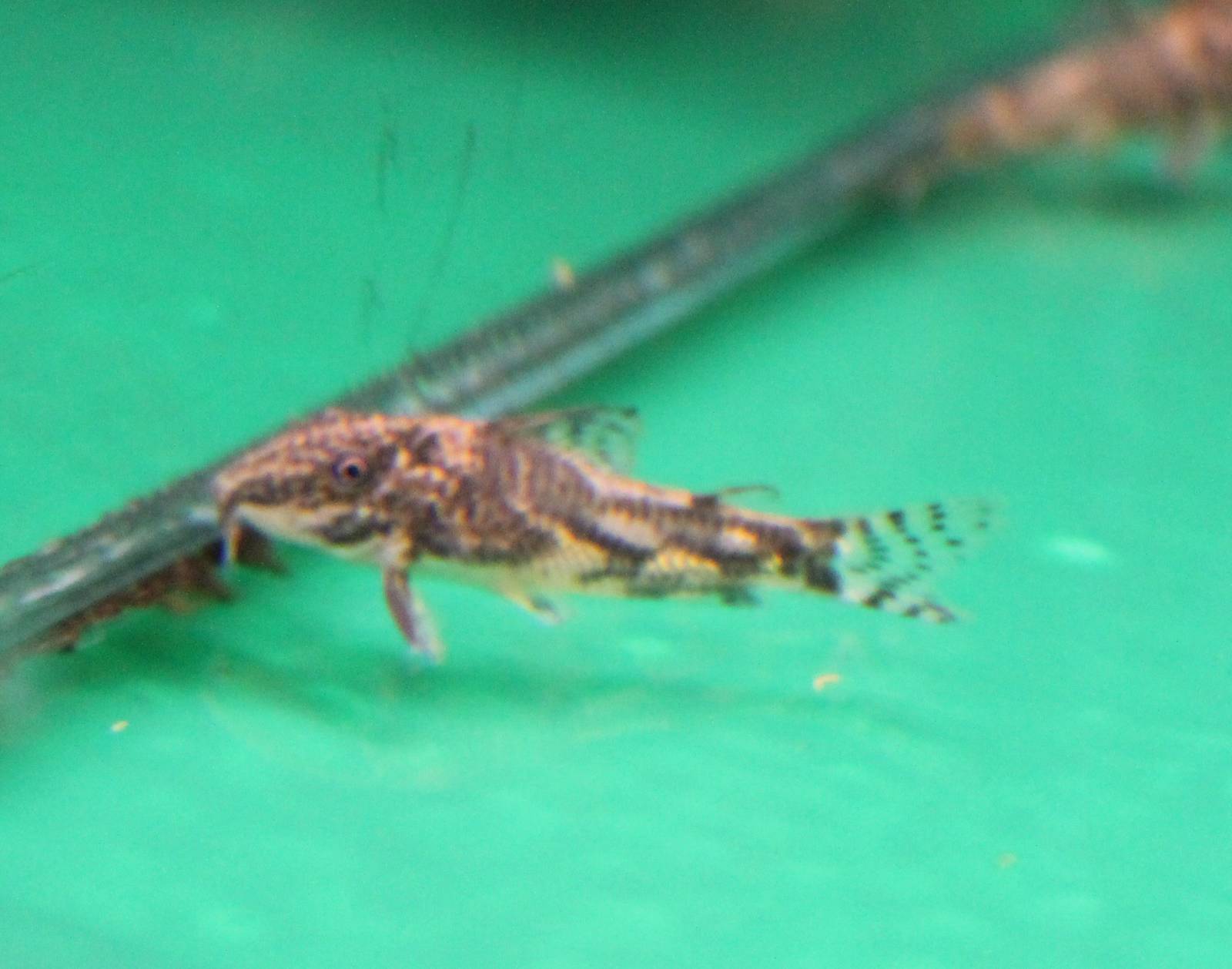 Scleromystax barbatus
