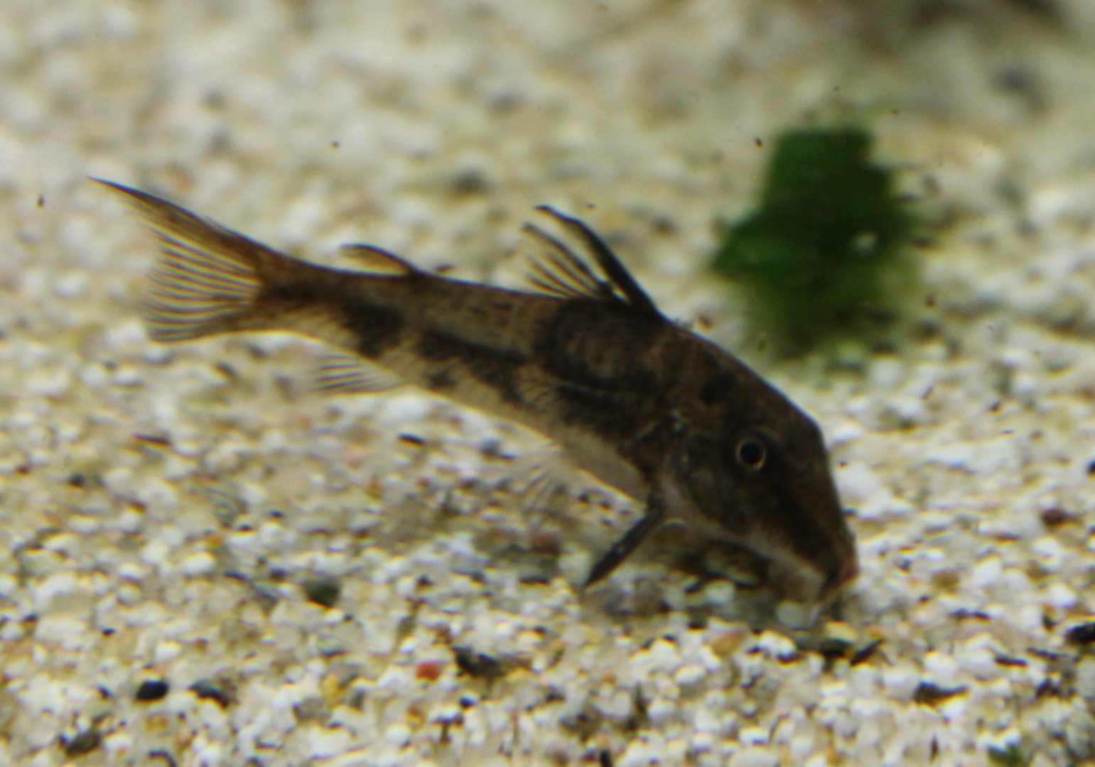 Scleromystax barbatus