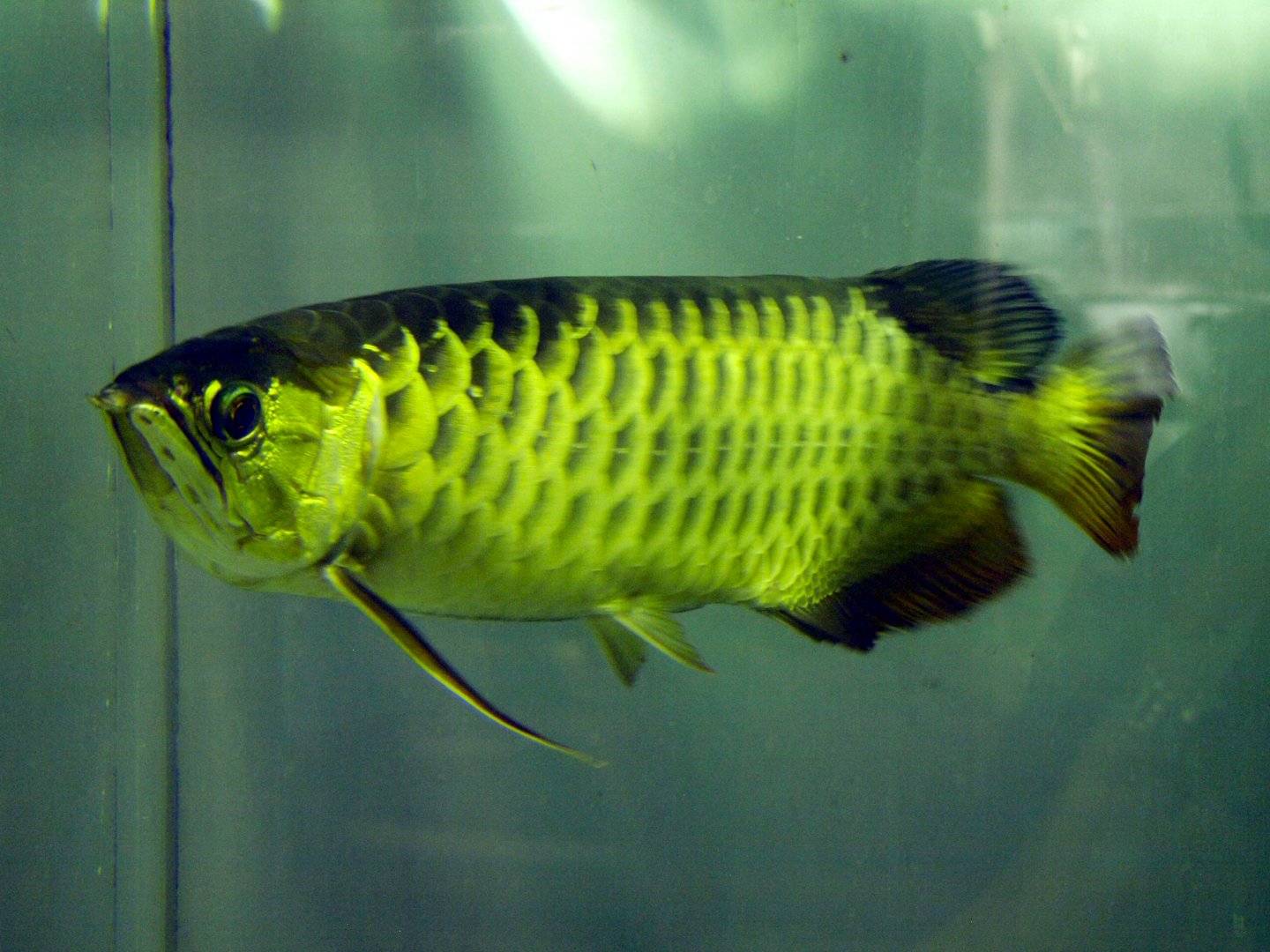 Scleropages formosus