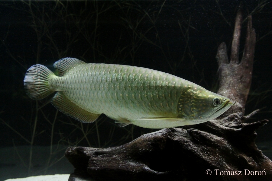 Scleropages jardinii.