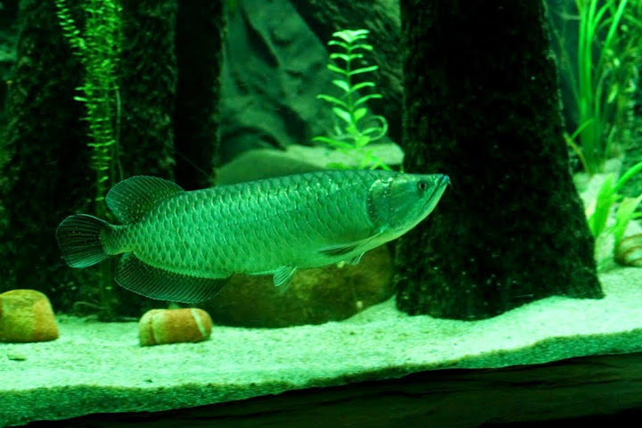 Scleropages jardinii