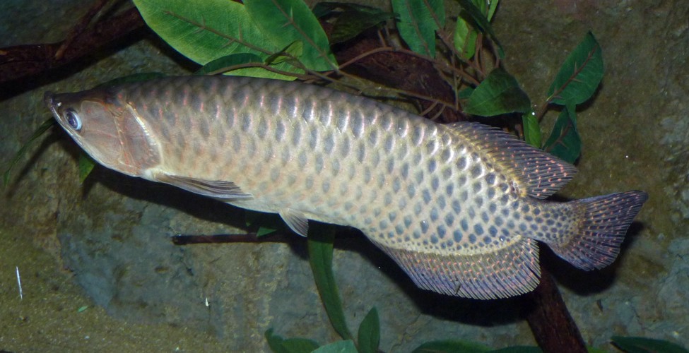 Scleropages jardinii