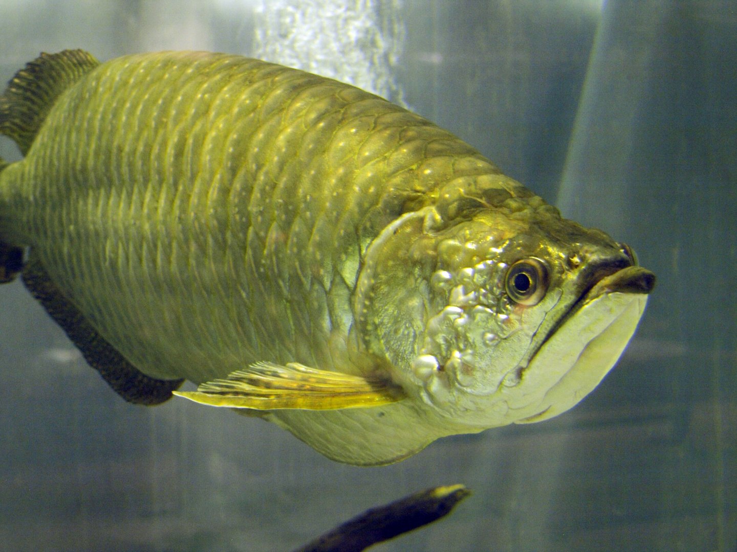 Scleropages jardinii