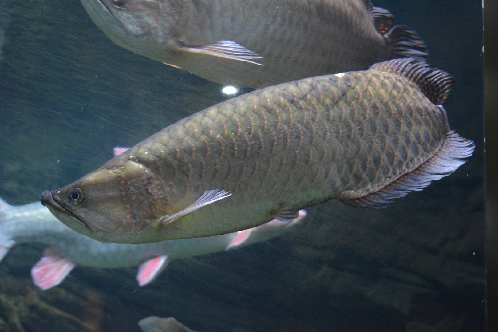 Scleropages jardinii