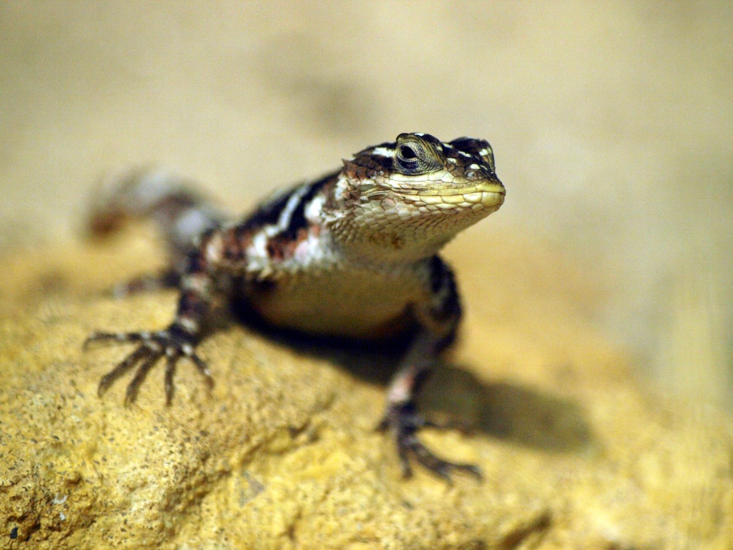Scleroporus macdougallii