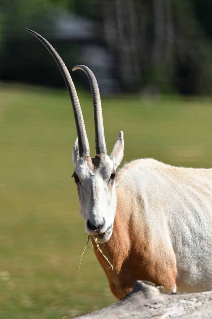 Scmittar-horned oryx (Oryx dammah)