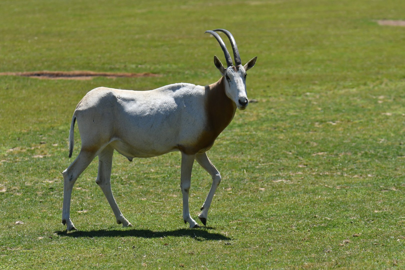 Scmittar-horned oryx (Oryx dammah)