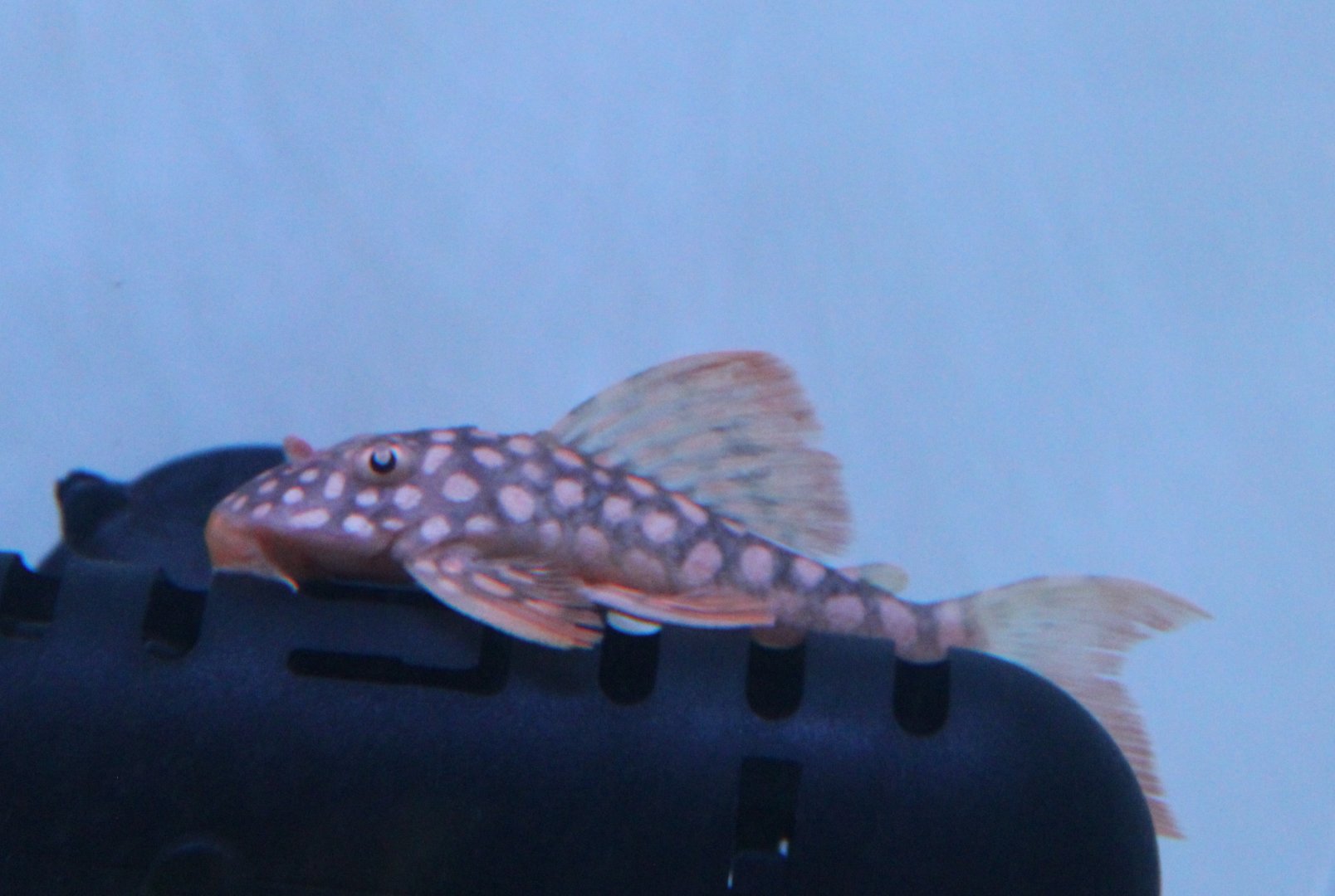 Scobinancistrus aureatus