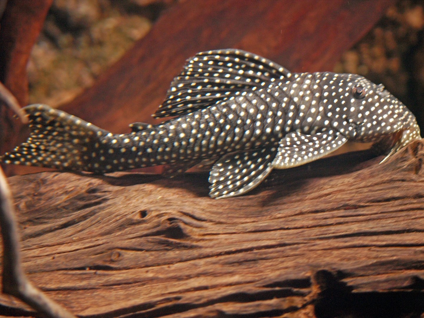 Scobinancistrus pariolispos